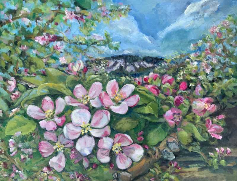 Apple Blossom